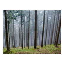 Détente Forêt D'Automne
