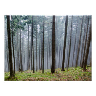 Poster Détente Forêt D'Automne
