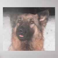 Poster Deutscher Schäferhund hält die Zunge heraus