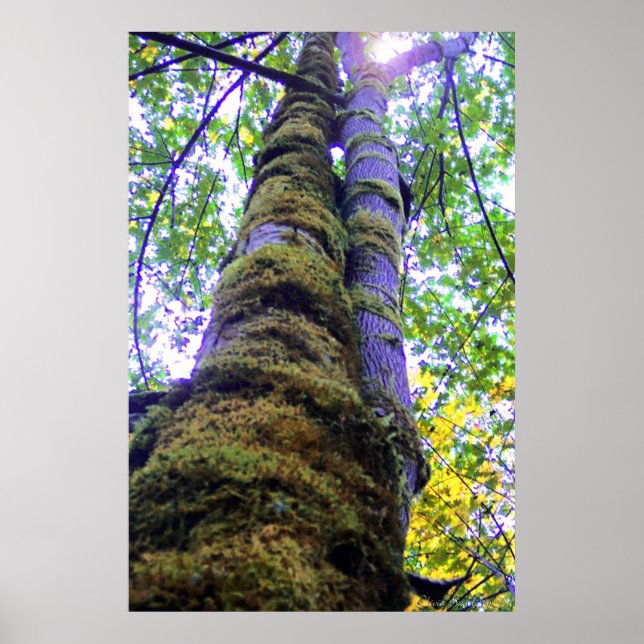 Poster Deux arbres (Devant)