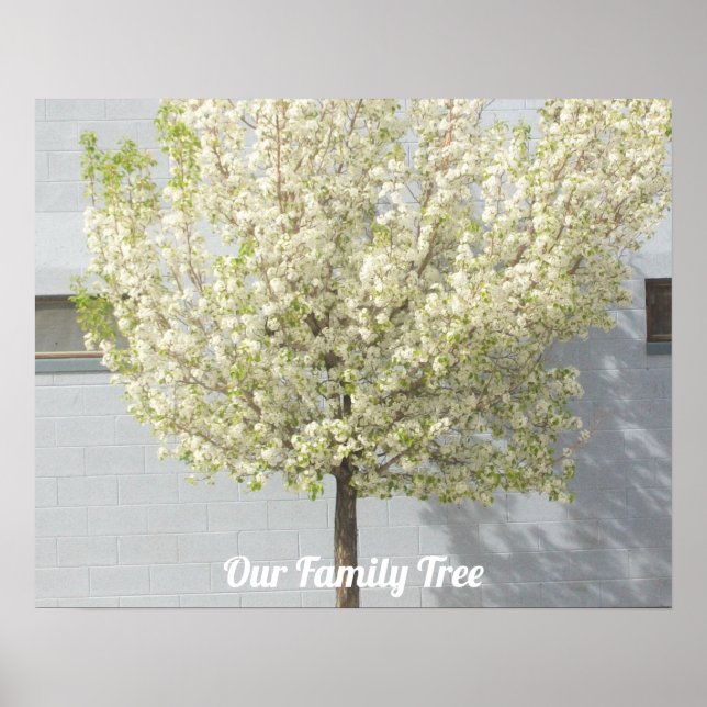 Poster Deux arbres de la famille fleurissent Photo | Post (Devant)