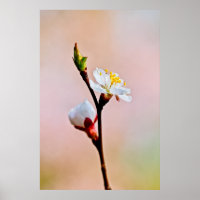 Deux Belles fleurs japonaises d'abricot