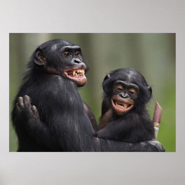 Poster Deux bonobos souriants (Devant)