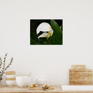 Poster Deux callas blancs Photographie florale