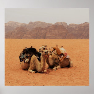 POSTER DEUX CAMEAUX SITUÉS SUR SABLE BROWN PRÈS DES MONTA