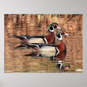 Poster Deux canards en bois mâle coloré nageant sur un ét