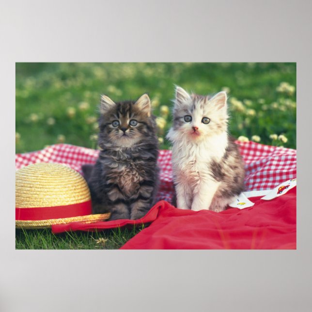 Poster Deux Chatons Assis Sur Une Couverture Rouge (Devant)