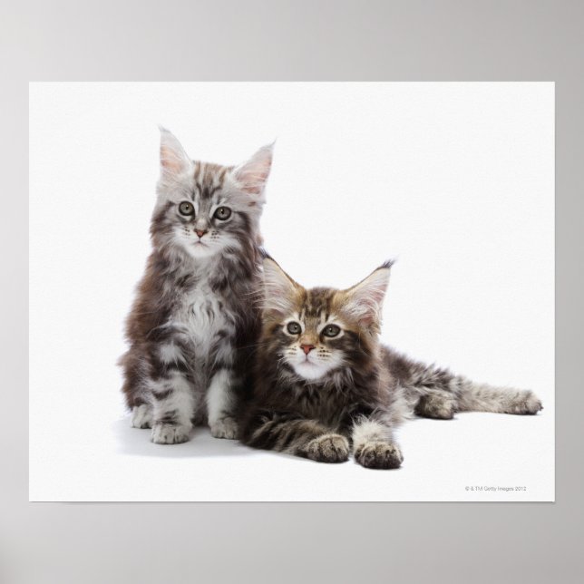 Poster Deux chatons du chat coon du Maine (Devant)
