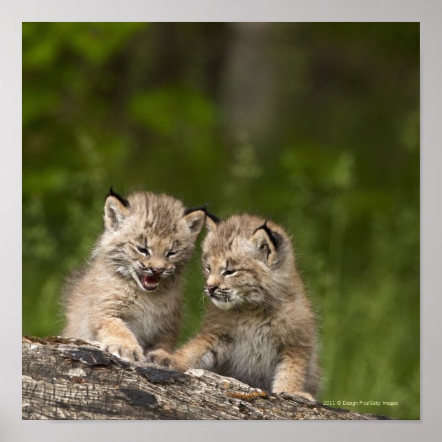 Poster Deux Chatons Lynx Du Canada Jouent Sur Un Journal (Devant)