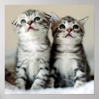 Deux chatons mignons
