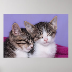 Poster Deux chatons mignons faisant une sieste