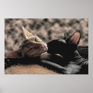 Poster Deux chats Sphynx s'embrassant - Photo réelle d'am