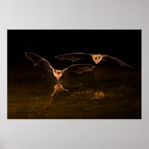 Poster Deux chauves-souris volant au-dessus de l'eau, Ari