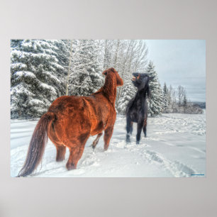 Poster Deux Chevaux de Ranch Jouer à la Neige d'hiver III