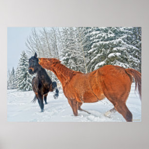 Poster Deux Chevaux de Ranch Jouer à la neige en hiver