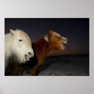 Poster Deux chevaux islandais