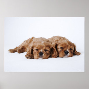 Poster Deux chiots cavaliers d'épagneul du Roi Charles