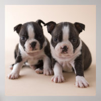 Deux Chiots de Boston Terrier