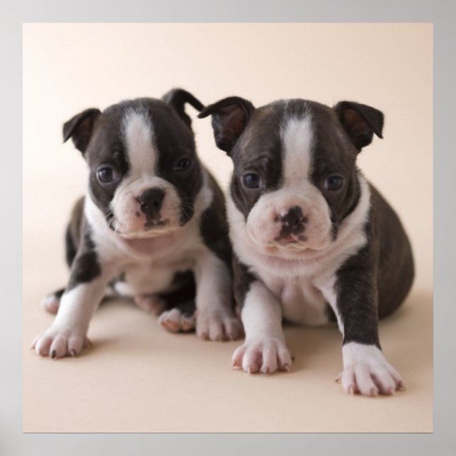 Poster Deux Chiots de Boston Terrier (Devant)