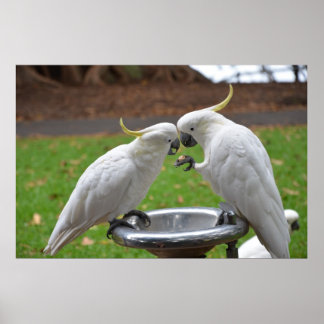 Poster Deux Cockatoos Moments doux
