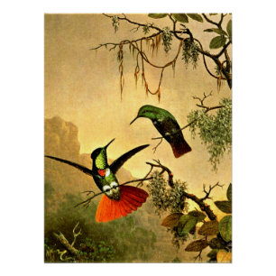 Poster Deux colibris à capuchon,