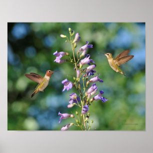 Poster Deux colibris en vol avec fleurs