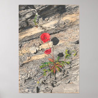 Poster Deux crétacés