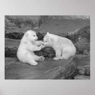 Poster Deux Cubes Ours Polaires