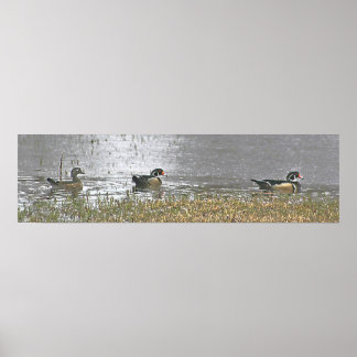 Poster Deux Drake et un Hen Wood Duck