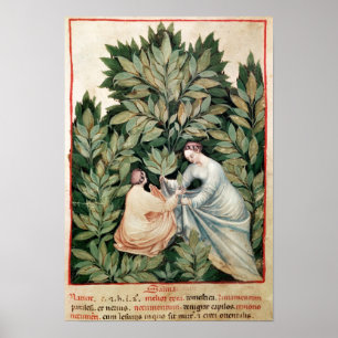 Poster Deux femmes sélectionnant la sauge, de 'Tacuinum