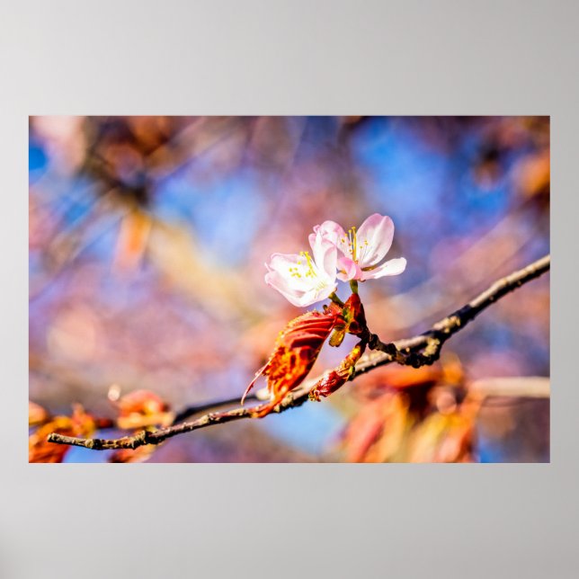 Poster Deux Fleurs Extraordinaires Sakura. Rose, Arrière  (Devant)