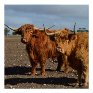 Poster Deux Grandes Vaches Brown,
