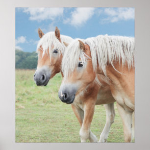 Poster Deux Haflinger