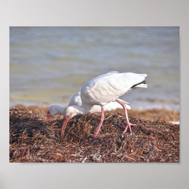 Poster Deux Ibis blancs, Floride (Devant)