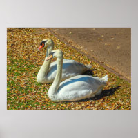 Deux jeunes cygnes au soleil d'automne
