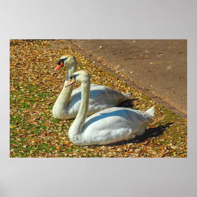 Poster Deux jeunes cygnes au soleil d'automne (Devant)