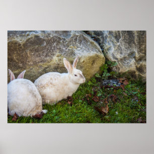 Poster Deux lapins blancs