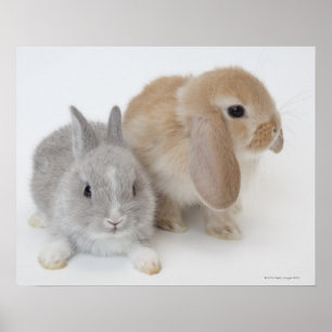 Poster Deux lapins. Nain et la Hollande Lop. de