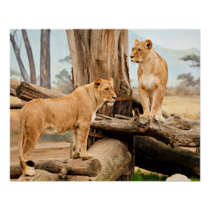 Poster Deux Lions