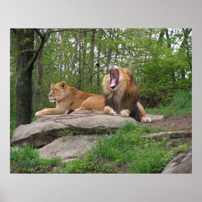 Poster Deux Lions (Devant)