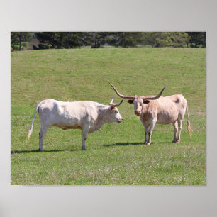 Poster Deux Longhorns du Texas Gossiping