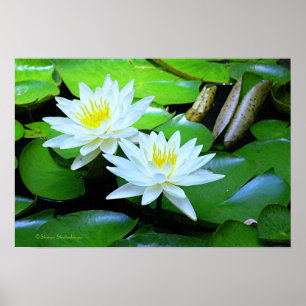 POSTER DEUX LOTUS BLANCS SUR LILY VERT PADS / PHOTO