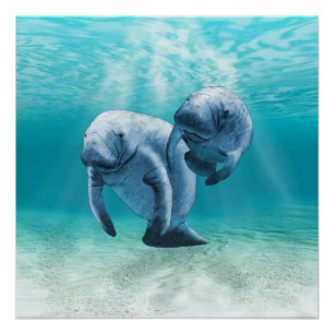 Poster Deux Manatees