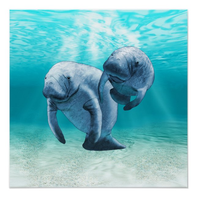 Poster Deux Manatees (Devant)