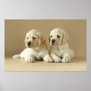 Poster Deux Marionnettes Golden Labrador