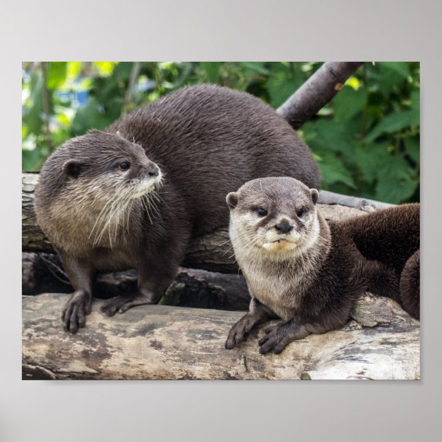 Poster Deux Mignonnes loutres | Otter (Devant)