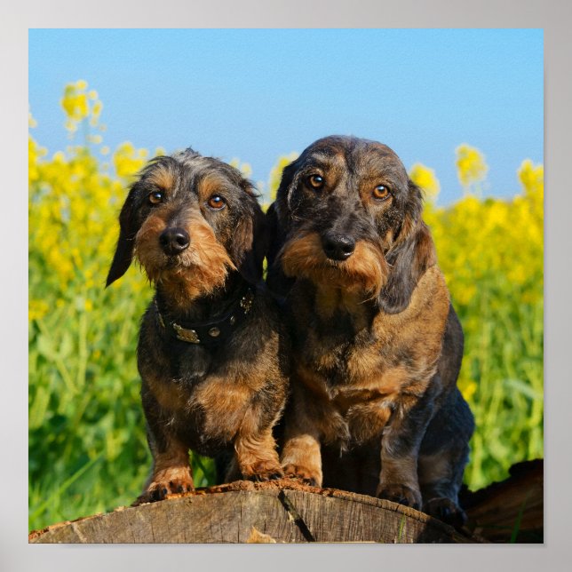 Poster Deux mignons Chiens Dachshund Dackel Head Portrait (Devant)