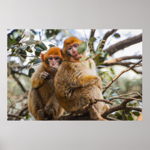 Poster Deux Mignons singes