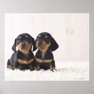 Poster Deux Mini Dachshund Assis