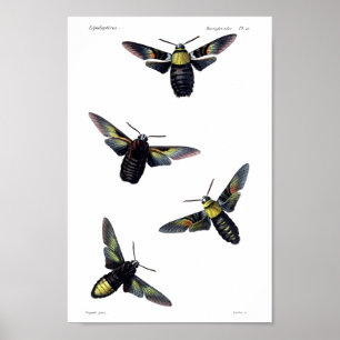 Poster Deux mites